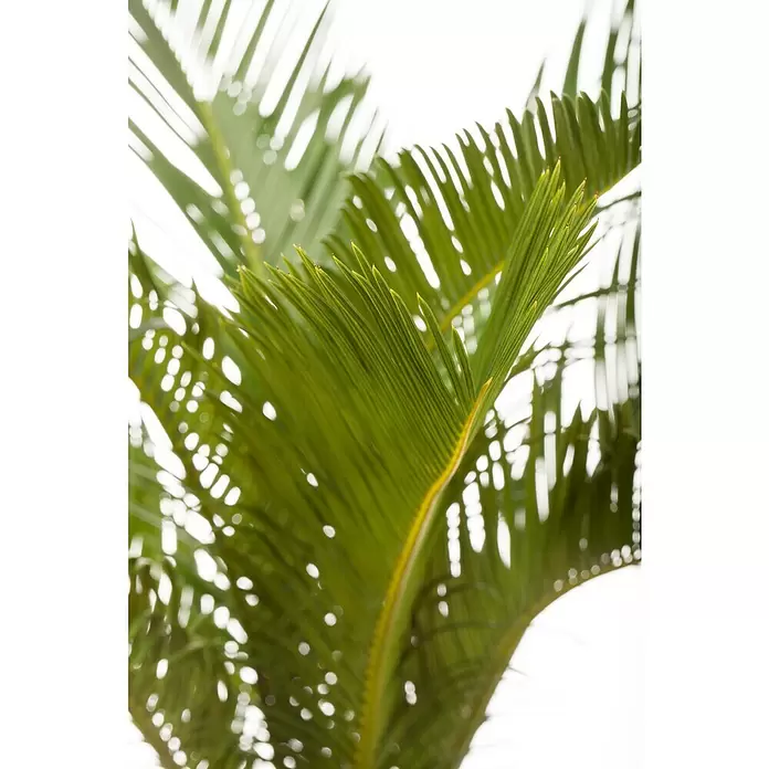 Piardino Palma de sagú - Cycas revoluta, Tamaño de maceta: 20 cm, Verde oscuro - Primer plano