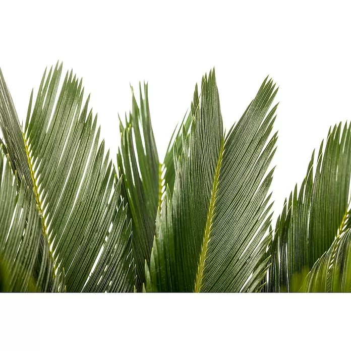 Piardino Palma de sagú - Cycas revoluta, Tamaño de maceta: 20 cm, Verde oscuro - Primer plano