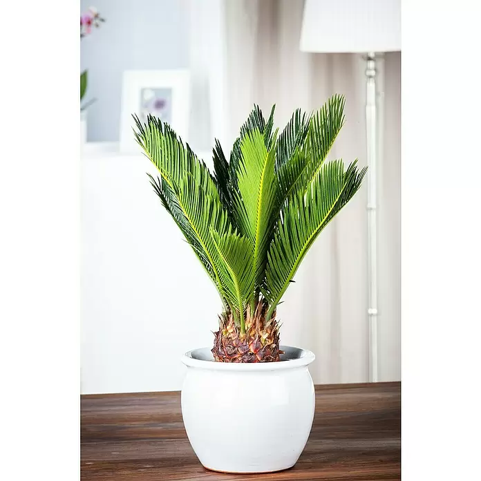 Piardino Palma de sagú - Cycas revoluta, Tamaño de maceta: 20 cm, Verde oscuro - Foto ambiente
