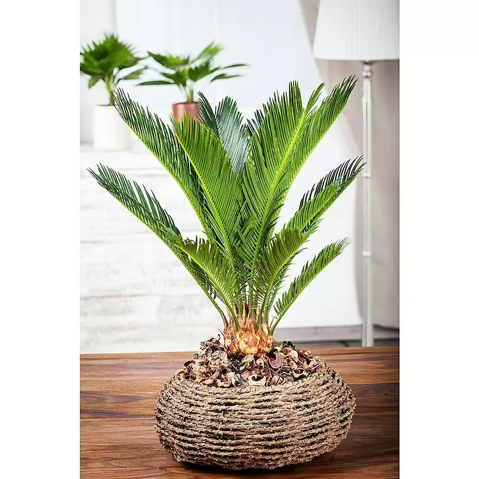 Piardino Palma de sagú - Cycas revoluta, Tamaño de maceta: 20 cm, Verde oscuro - Foto ambiente