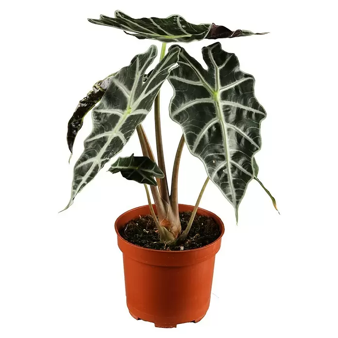Marquesa - Alocasia, Tamaño de maceta: 19 cm - Vista frontal