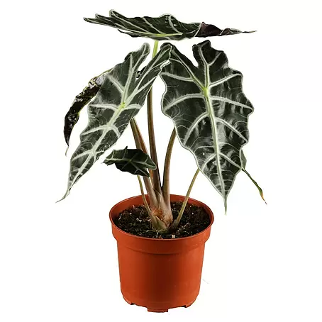 Marquesa