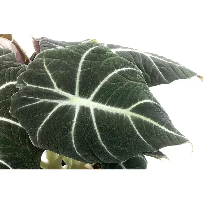 Piardino Marquesa - Alocasia, Tamaño de maceta: 24 cm - Foto ambiente