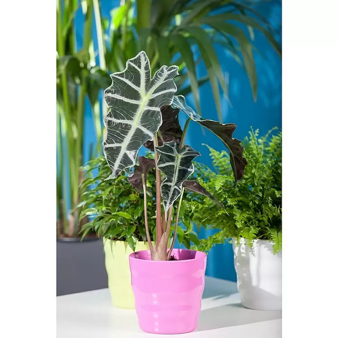 Piardino Marquesa - Alocasia, Tamaño de maceta: 24 cm - Foto ambiente
