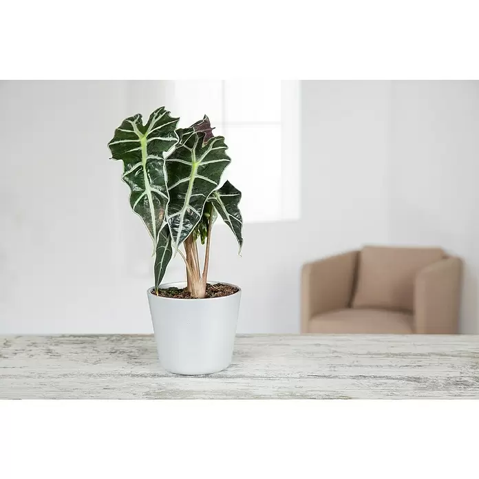 Piardino Marquesa - Alocasia, Tamaño de maceta: 24 cm - Foto ambiente