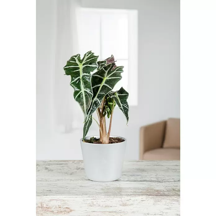 Piardino Marquesa - Alocasia, Tamaño de maceta: 24 cm - Foto ambiente