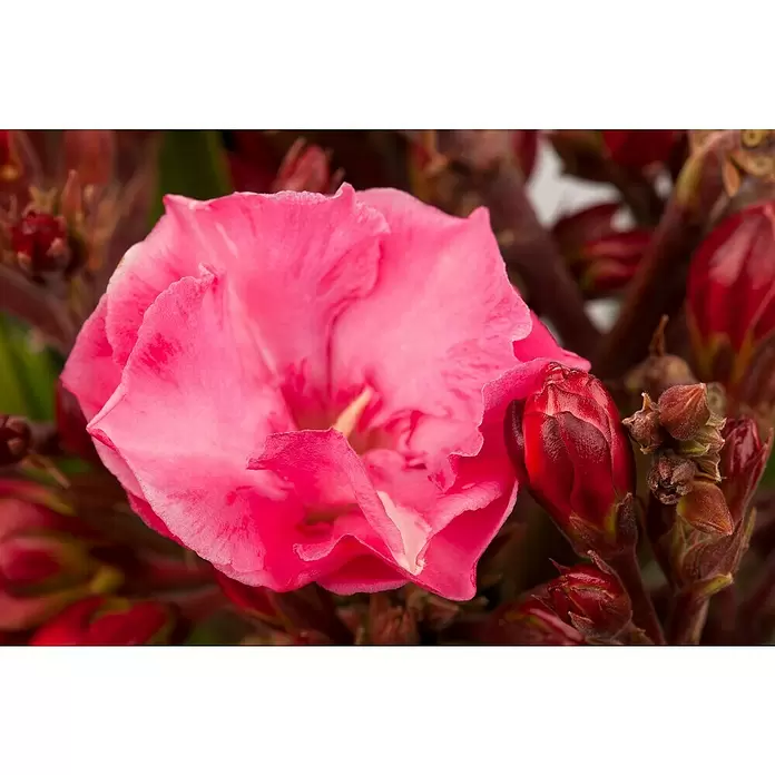 Piardino Oleander - Nerium oleander, Topfgröße: 20 cm, Sortenabhängig - Stimmungsaufnahme