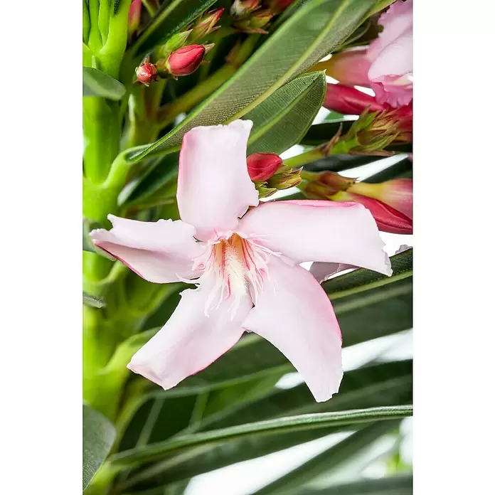 Piardino Oleander - Nerium oleander, Topfgröße: 20 cm, Sortenabhängig - Stimmungsaufnahme