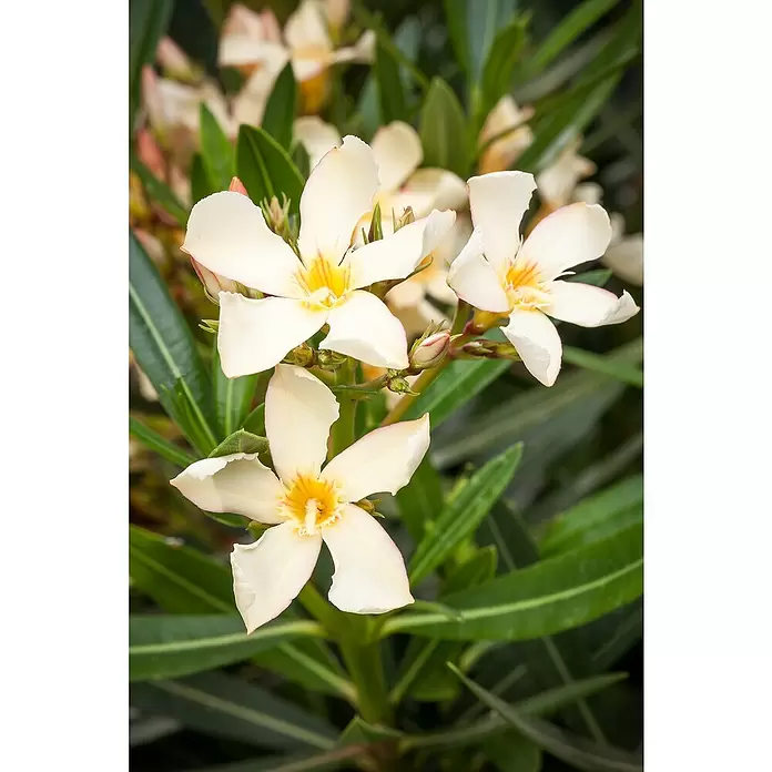 Piardino Oleander - Nerium oleander, Topfgröße: 20 cm, Sortenabhängig - Stimmungsaufnahme