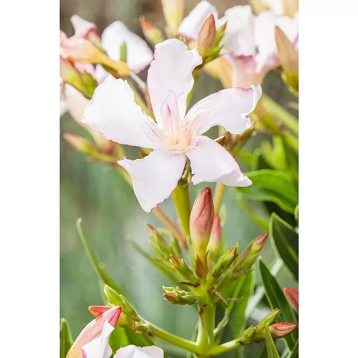 Piardino Oleander - Nerium oleander, Topfgröße: 20 cm, Sortenabhängig - Stimmungsaufnahme