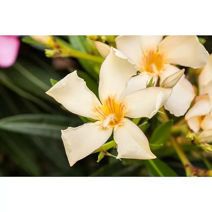 Piardino Oleander - Nerium oleander, Topfgröße: 20 cm, Sortenabhängig - Stimmungsaufnahme
