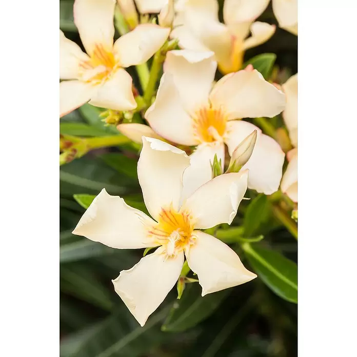 Piardino Oleander - Nerium oleander, Topfgröße: 20 cm, Sortenabhängig - Stimmungsaufnahme