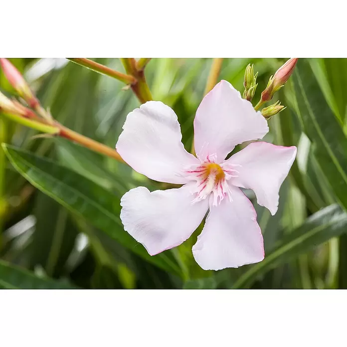 Piardino Oleander - Nerium oleander, Topfgröße: 20 cm, Sortenabhängig - Stimmungsaufnahme