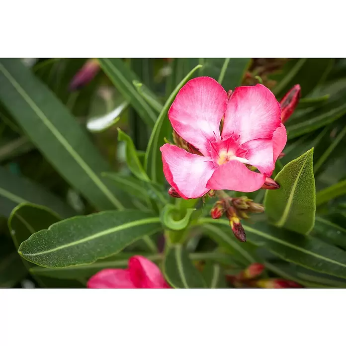 Piardino Oleander - Nerium oleander, Topfgröße: 20 cm, Sortenabhängig - Stimmungsaufnahme