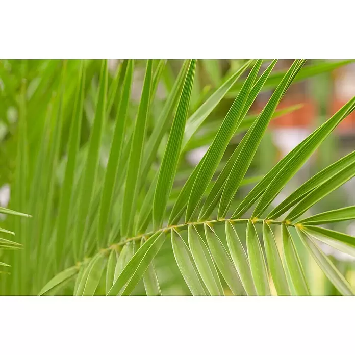 Piardino Dattelpalme - Phoenix canariensis, Topfgröße: 22 cm - Stimmungsaufnahme
