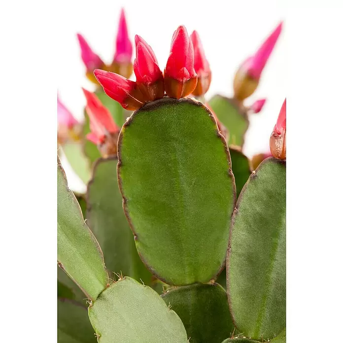 Piardino Hatiora - Rhipsalidopsis gaertneri, Tamaño de maceta: 9 cm, Escarlata - Foto ambiente