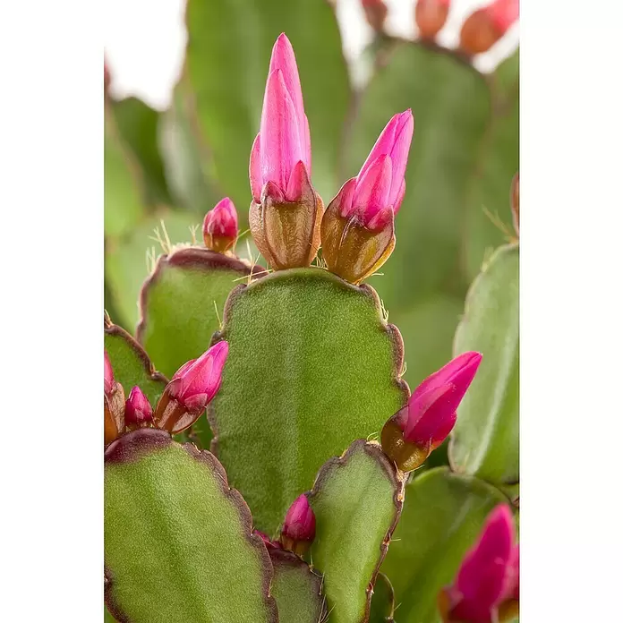 Piardino Hatiora - Rhipsalidopsis gaertneri, Tamaño de maceta: 9 cm, Escarlata - Foto ambiente