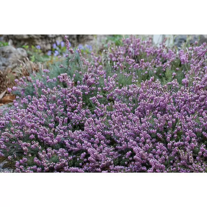 Piardino Winterheide - Topfgröße: 13 cm, Rosa - Stimmungsaufnahme