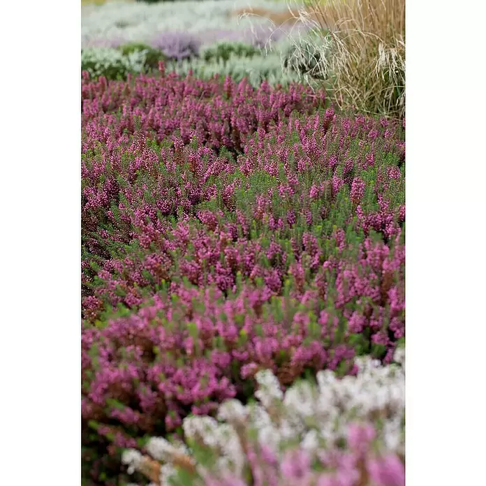 Piardino Winterheide - Topfgröße: 13 cm, Rosa - Stimmungsaufnahme