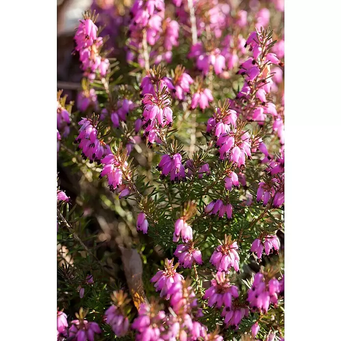 Piardino Winterheide - Topfgröße: 13 cm, Rosa - Stimmungsaufnahme