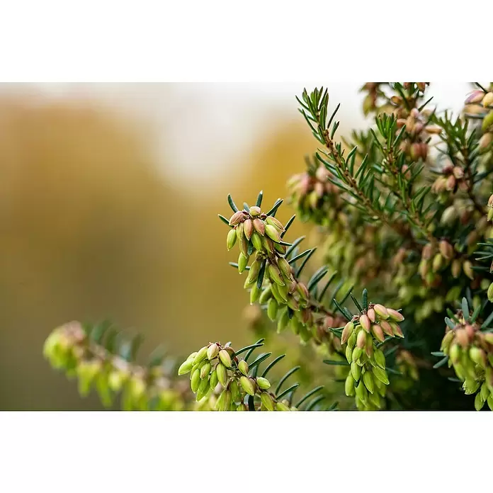 Piardino Winterheide - Topfgröße: 13 cm, Rosa - Stimmungsaufnahme