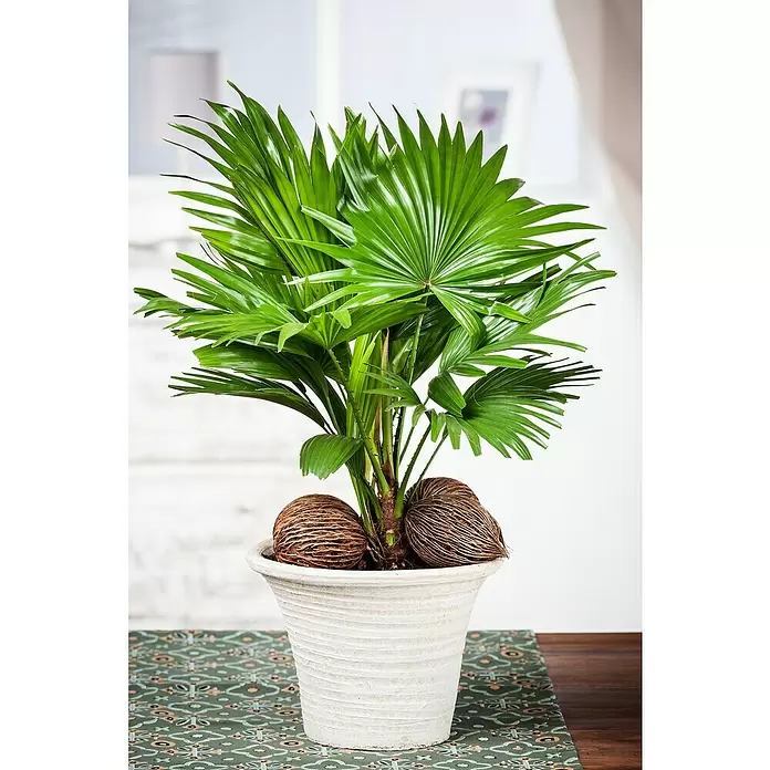 Piardino Chinesische Schirmpalme - Livistona chinensis, Topfgröße: 19 cm - Stimmungsaufnahme