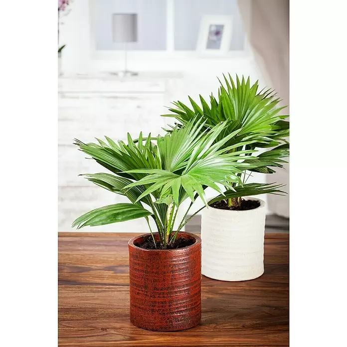 Piardino Chinesische Schirmpalme - Livistona chinensis, Topfgröße: 19 cm - Stimmungsaufnahme