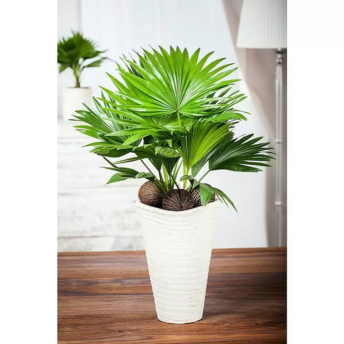 Piardino Chinesische Schirmpalme - Livistona chinensis, Topfgröße: 19 cm - Stimmungsaufnahme