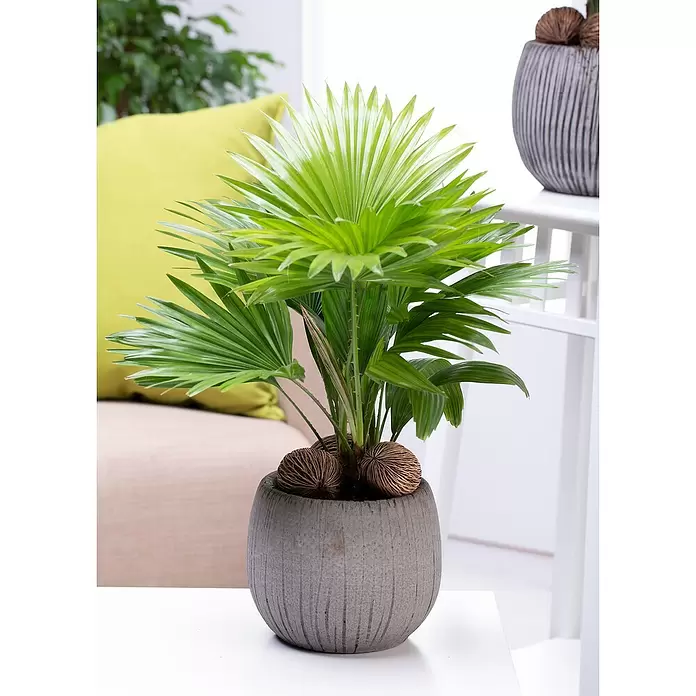 Piardino Chinesische Schirmpalme - Livistona chinensis, Topfgröße: 19 cm - Stimmungsaufnahme