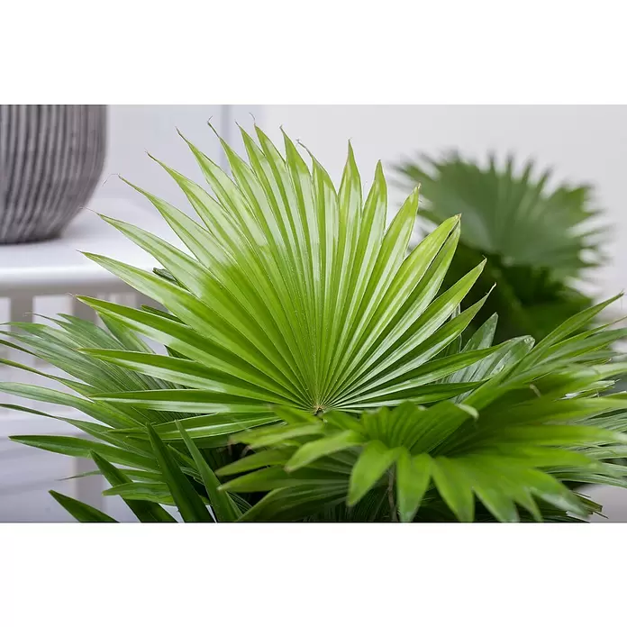 Piardino Chinesische Schirmpalme - Livistona chinensis, Topfgröße: 19 cm - Stimmungsaufnahme