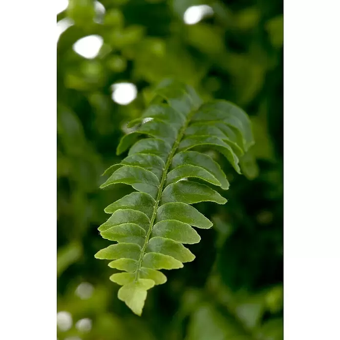 Piardino Schwertfarn - Nephrolepis exaltata, Topfgröße: 17 cm, Mittelgrün - Stimmungsaufnahme