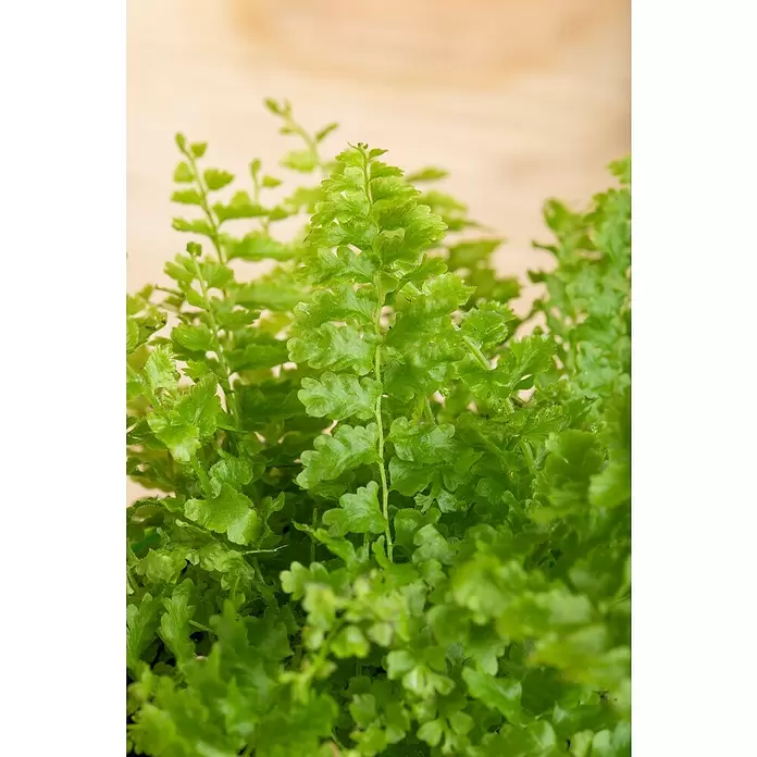 Piardino Schwertfarn - Nephrolepis exaltata, Topfgröße: 17 cm, Mittelgrün - Stimmungsaufnahme