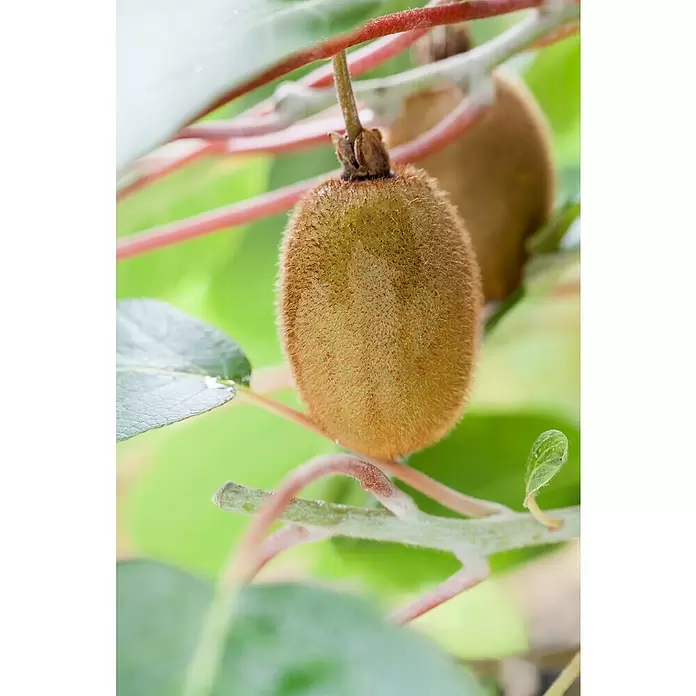 Piardino Kiwi - Actinidia chinensis, Tamaño de maceta: 15 cm - Foto ambiente