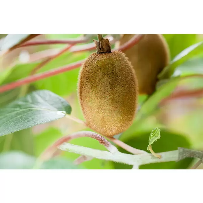Piardino Kiwi - Actinidia chinensis, Tamaño de maceta: 15 cm - Foto ambiente