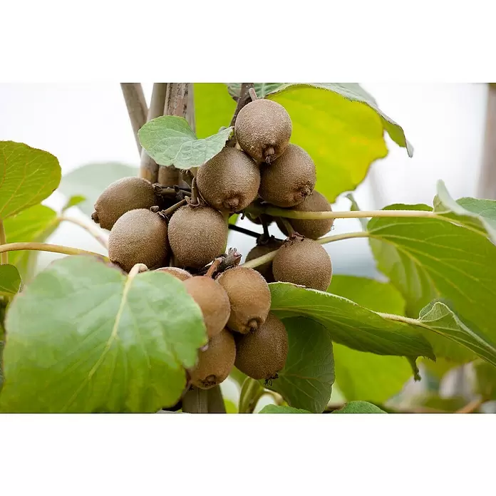 Piardino Kiwi - Actinidia chinensis, Tamaño de maceta: 15 cm - Foto ambiente