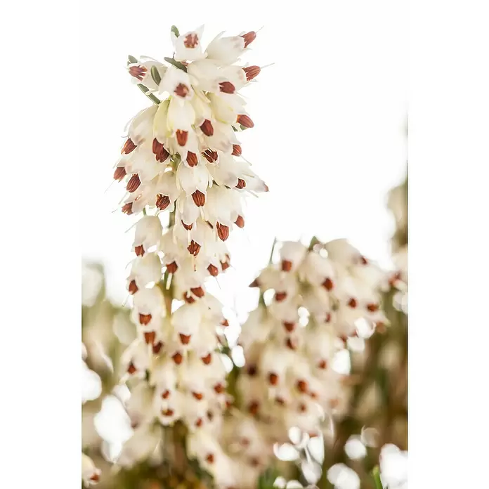 Piardino Winterheide - Erica darlyensis, Sortenabhängig - Stimmungsaufnahme