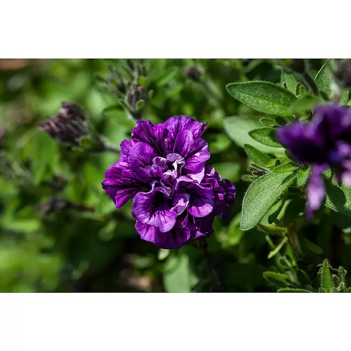 Piardino Petunia - Potunia, Tamaño de maceta: 12 cm, En función de la variedad - Foto ambiente