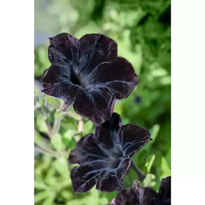 Piardino Petunia - Potunia, Tamaño de maceta: 12 cm, En función de la variedad - Primer plano