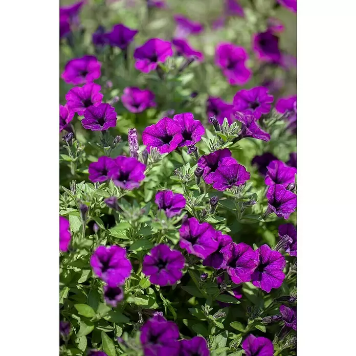 Piardino Petunia - Potunia, Tamaño de maceta: 12 cm, En función de la variedad - Primer plano