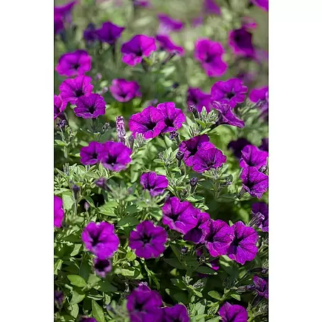 Piardino  Petunia