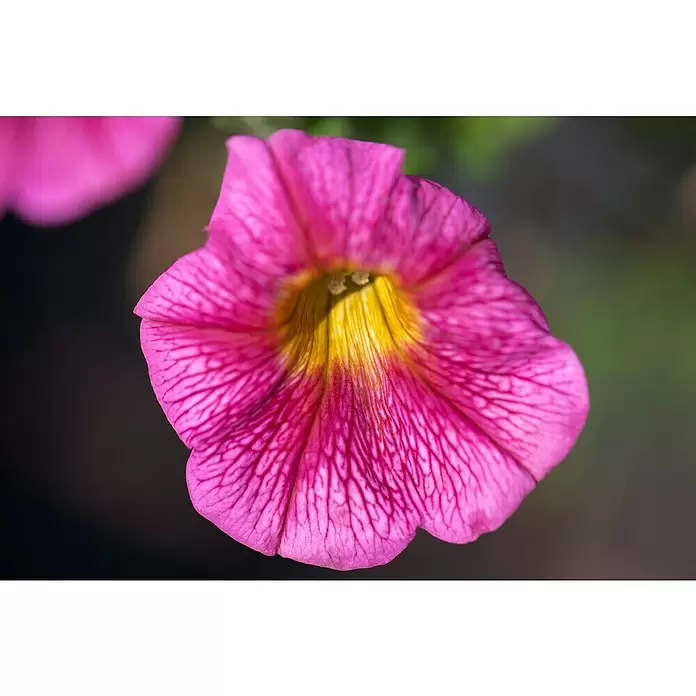 Piardino Petunia - Potunia, Tamaño de maceta: 12 cm, En función de la variedad - Primer plano