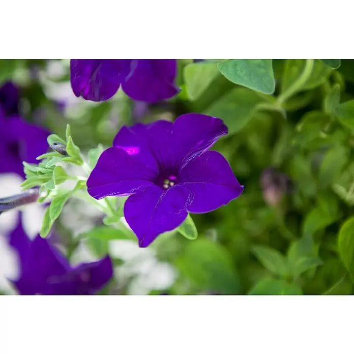 Piardino Petunia - Potunia, Tamaño de maceta: 12 cm, En función de la variedad - Primer plano