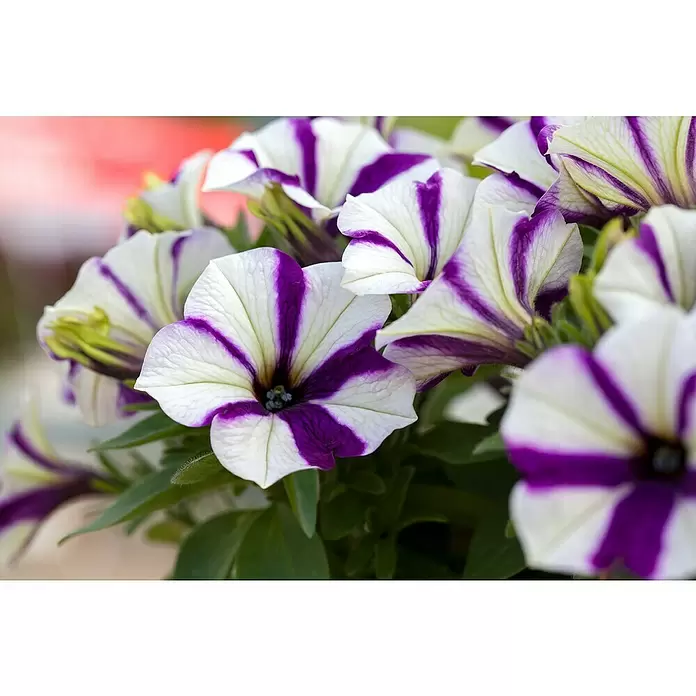 Piardino Petunia - Potunia, Tamaño de maceta: 12 cm, En función de la variedad - Primer plano