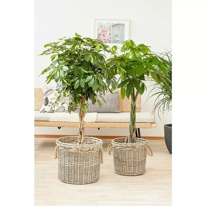 Piardino Pachira en tronco - Pachira aquatica, Tamaño de maceta: 21 cm - Foto ambiente