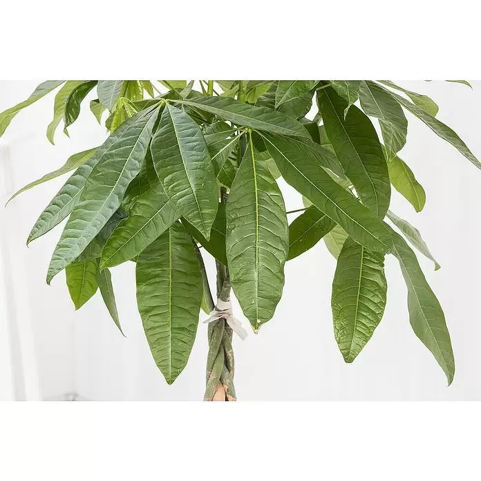Piardino Pachira en tronco - Pachira aquatica, Tamaño de maceta: 21 cm - Primer plano