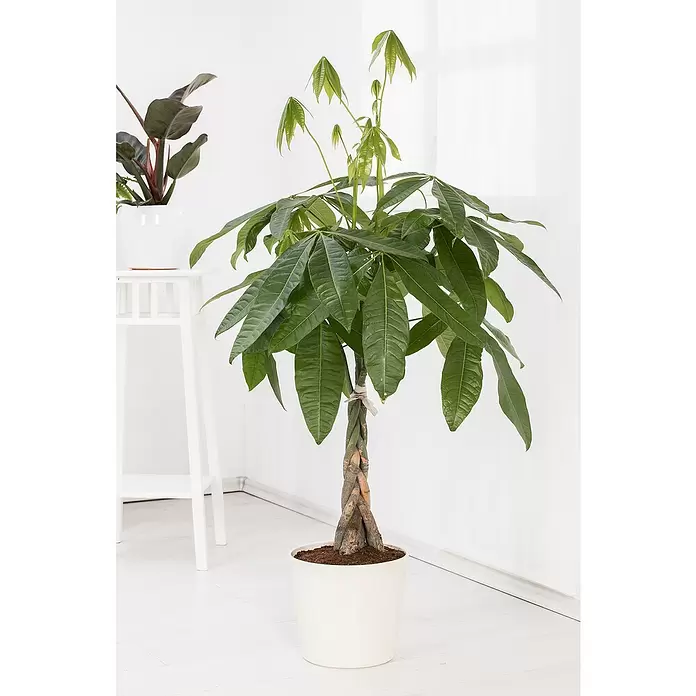 Piardino Pachira en tronco - Pachira aquatica, Tamaño de maceta: 21 cm - Foto ambiente