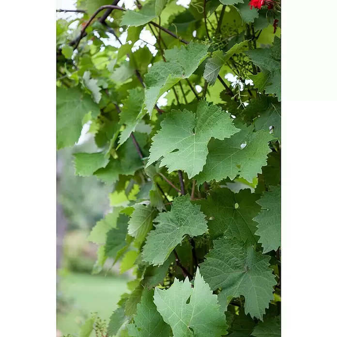 Piardino Weinrebe Stamm - Vitis vinifera in Sorten, Topfgröße: 17 cm - Detailaufnahme