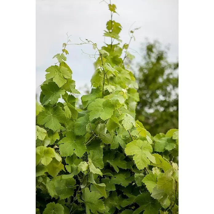 Piardino Weinrebe Stamm - Vitis vinifera in Sorten, Topfgröße: 17 cm - Detailaufnahme