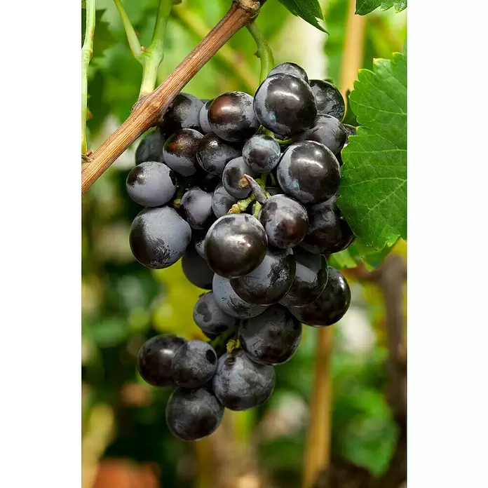 Piardino Weinrebe Stamm - Vitis vinifera in Sorten, Topfgröße: 17 cm - Detailaufnahme