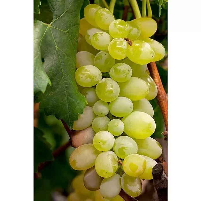Piardino Weinrebe Stamm - Vitis vinifera in Sorten, Topfgröße: 17 cm - Detailaufnahme